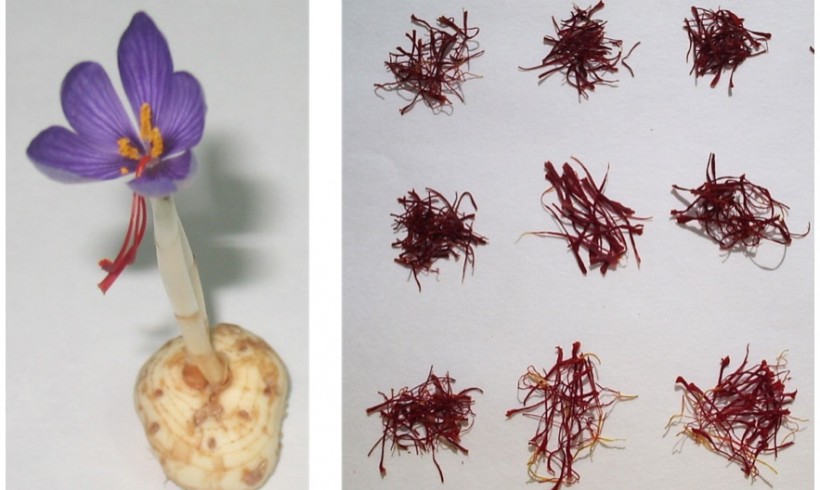 Unravelling apocarotenoid formation, modification, accumulation and regulation in saffron (Crocus sativus) and its allies by omics approaches. BIO2013-44239-R