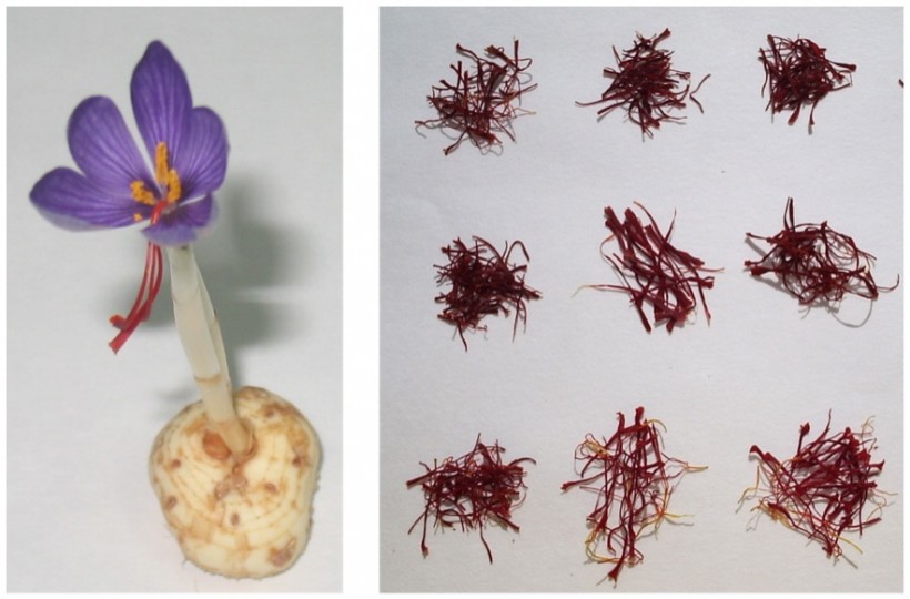 Unravelling apocarotenoid formation, modification, accumulation and regulation in saffron (Crocus sativus) and its allies by omics approaches. BIO2013-44239-R