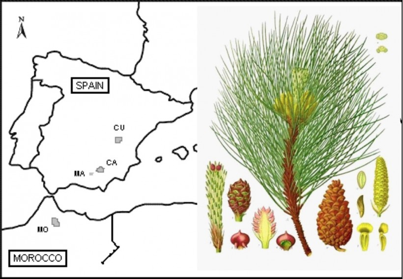 Factores fundamentales que influyen en la adaptación al cambio climático de las poblaciones de Pinus nigra (POII10-0112-7316)