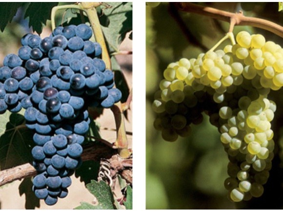 Caracterización de glucosidasas implicadas en el aroma de dos variedades autóctonas de Castilla-La Mancha: Airén y Tempranillo (JCCM. PPII10-0062-7718)