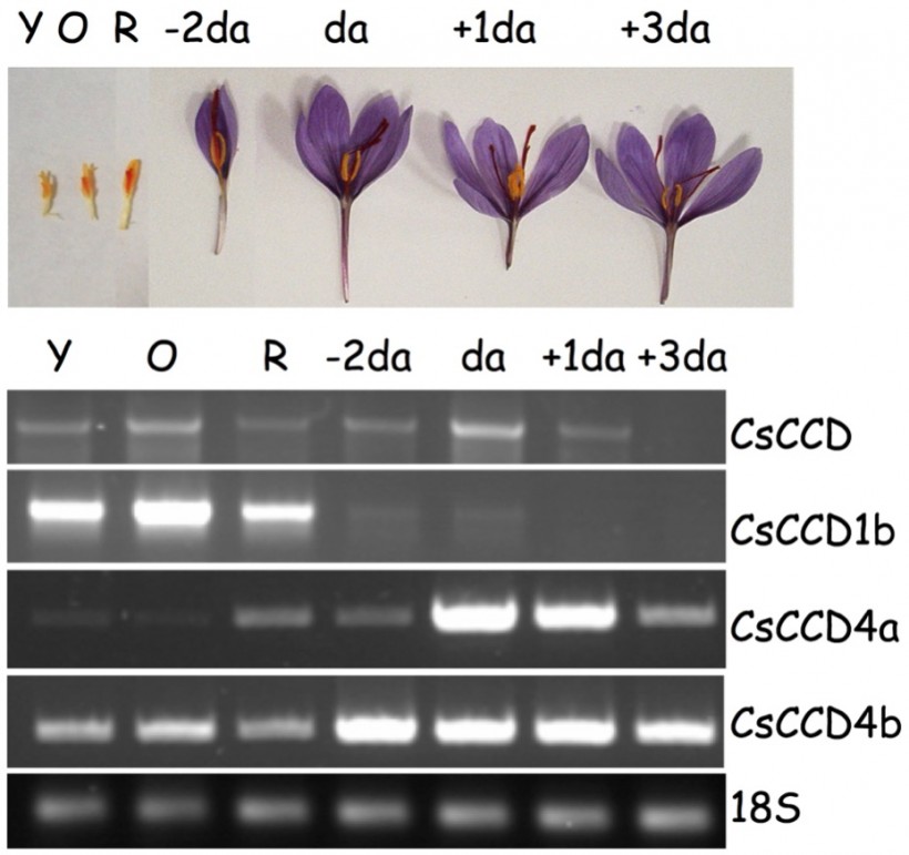 Dioxigenasas Implicadas en la Biosíntesis de Crocina y Crocetina: los Apocarotenoides de la Especia del Azafrán (Crocus sativus) (BIO2003-05259)