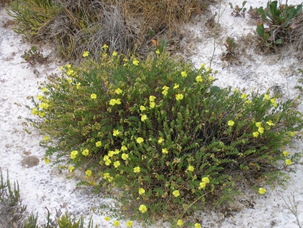 Evaluación del estado de conservación de