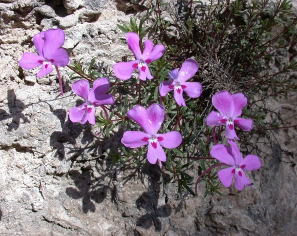 Prospección, censo poblacional y evaluación del estado de conservación de la especie vegetal protegida Viola cazorlensis Gand. en la provincia de Albacete