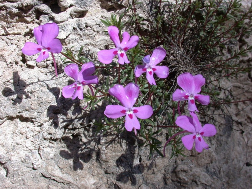 Prospección, censo poblacional y evaluación del estado de conservación de la especie vegetal protegida Viola cazorlensis Gand. en la provincia de Albacete