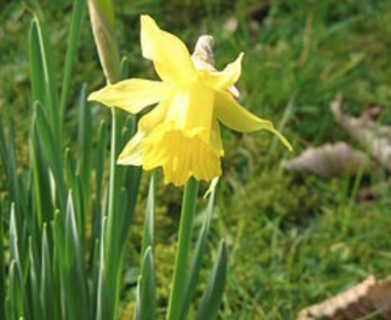 Physiology, morphology and phenology of seed dormancy-break and germination in the endemic Iberian species Narcissus hispanicus (Amaryllidaceae)