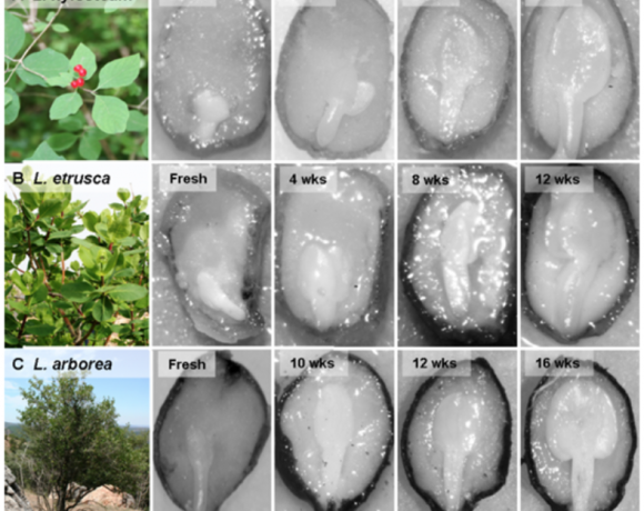 Species-specific environmental requirements to break seed dormancy: implications for selection of regeneration niches in three Lonicera (Caprifoliaceae) species.