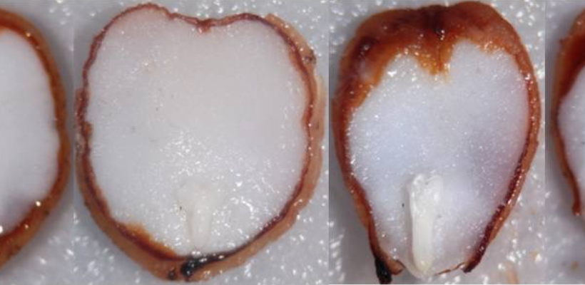 Non-deep simple morphophysiological dormancy in seeds of Viburnum lantana (Caprifoliaceae), anew dormancy level in genus Viburnum.