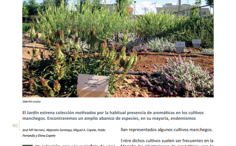 Colección de labiadas aromáticas y medicinales en el Jardín Botánico de Castilla-La Mancha.