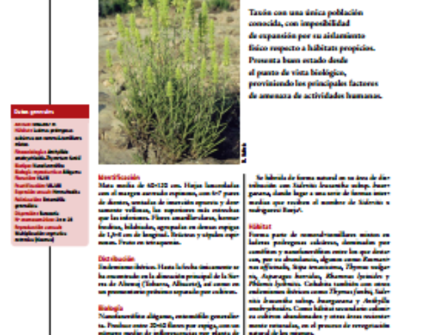 Annual dormancy cycles in buried seeds of shrub species: germination ecology of Sideritis serrata (Labiatae).