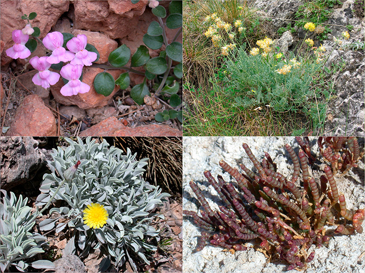 Seguimiento de Flora Amenazada y de Protección Especial en España (SEFA)