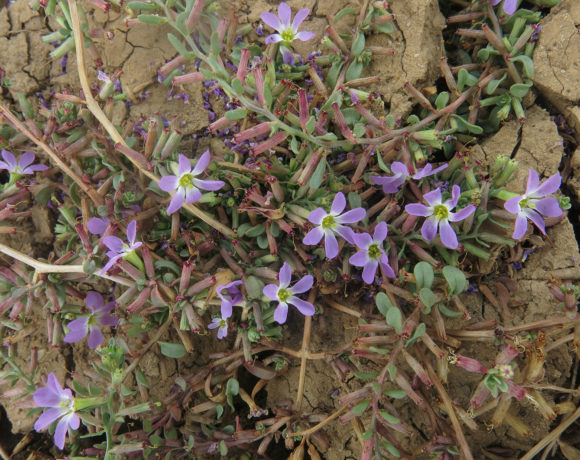 Inventario de poblaciones de la planta Lythrum flexuosum en Castilla-La Mancha